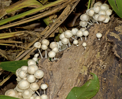 Filoboletus