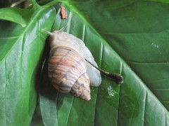 Orthalicus pulchellus