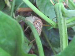 Orthalicus pulchellus