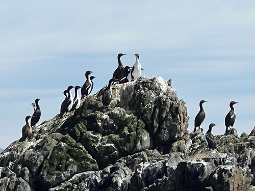 Stewart Island Shag (Leucocarbo chalconotus), photo 8