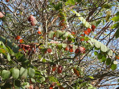 Pseudosmodingium andrieuxii