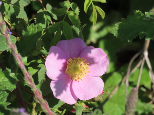 iNaturalist observation photo of California Wild Rose
