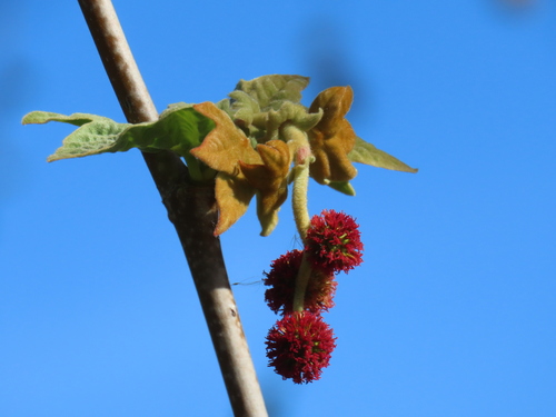 iNaturalist observation photo of western sycamore