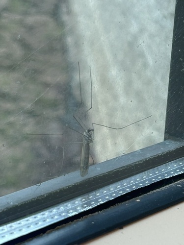 Unknown species found near Waco, TX, USA