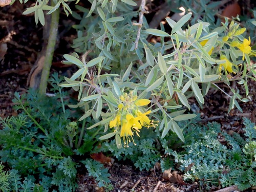iNaturalist observation photo of Bladderpod