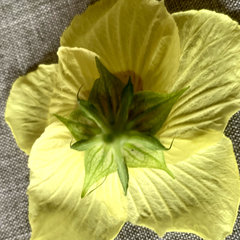 Hibiscus ovalifolius