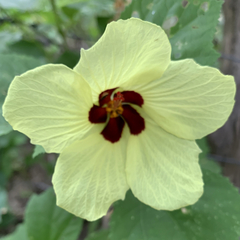 Hibiscus ovalifolius