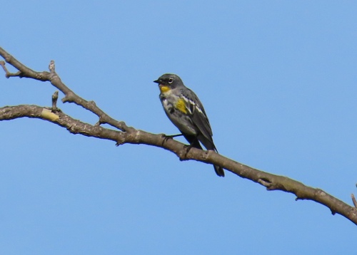 iNaturalist observation photo of Yellow-rumped Warbler