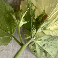 Hibiscus ovalifolius