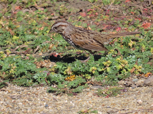 iNaturalist observation photo of Song Sparrow