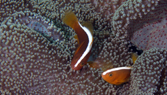 Amphiprion sandaracinos