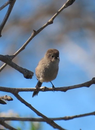iNaturalist observation photo of Bushtit