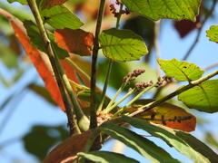 Pseudosmodingium andrieuxii