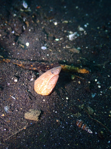 Apterichtus klazingai observed 2026-02-22