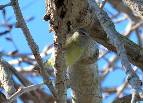 iNaturalist observation photo of Orange-crowned Warbler