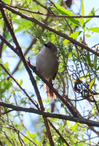 iNaturalist observation photo of Bushtit