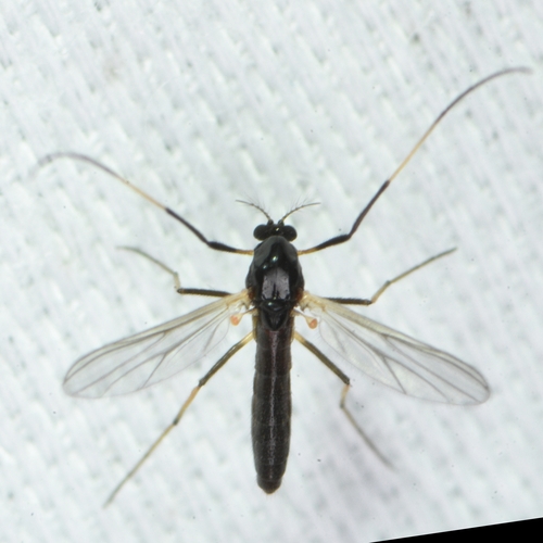 Unknown species found near Druid Hills, GA, USA