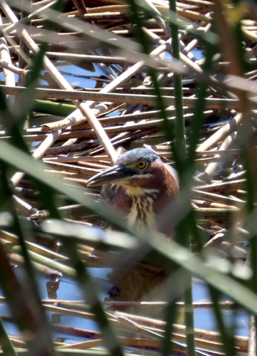 iNaturalist observation photo of Green Heron