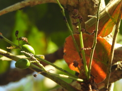 Pseudosmodingium andrieuxii