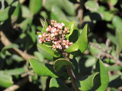 iNaturalist observation photo of lemonade berry