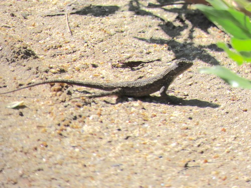 iNaturalist observation photo of Western Fence Lizard