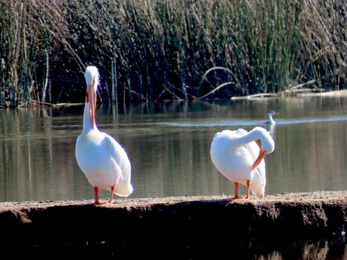 iNaturalist observation photo of American White Pelican