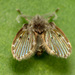 Bathroom Moth Fly - Photo (c) Katja Schulz, some rights reserved (CC BY)