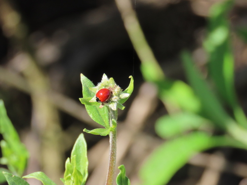 iNaturalist observation photo of Spotless Lady Beetle