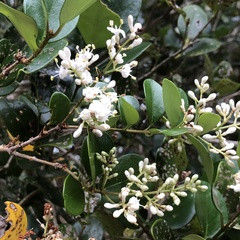 Ligustrum japonicum