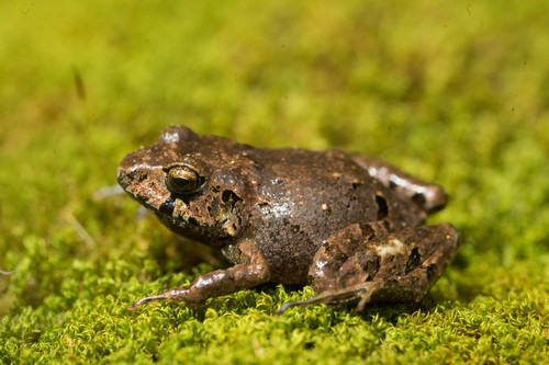 Gregg's Stream Frog, Craugastor greggi