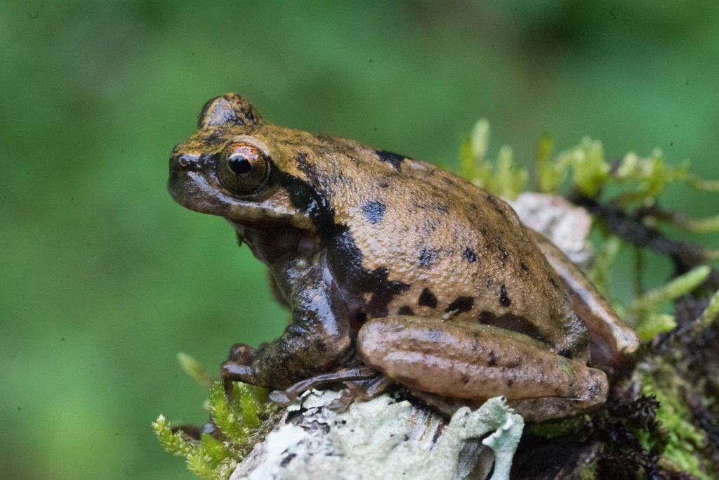Matuda's Spikethumb Frog (Plectrohyla matudai)