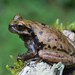 Matuda's Spikethumb Frog - Photo (c) Wouter Beukema, some rights reserved (CC BY-NC), uploaded by Wouter Beukema