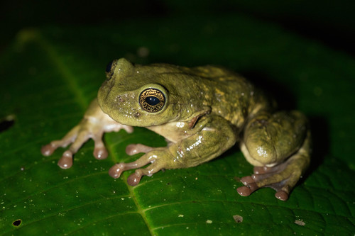 Hartweg's Spikethumb Frog, Plectrohyla hartwegi