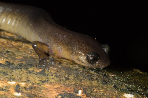 Yellow-legged Salamander, Bolitoglossa flavimembris