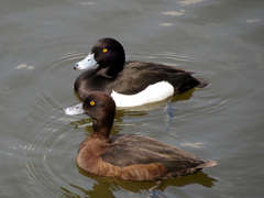 Tufted Duck photo 5