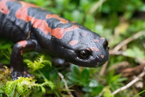 Lincoln's Mushroomtongue Salamander