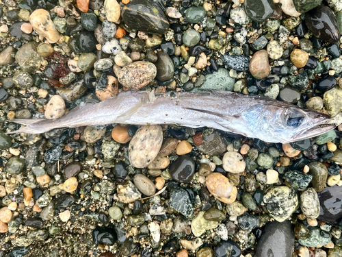 North Pacific hake (Merluccius productus) — Merlucciidae — 3