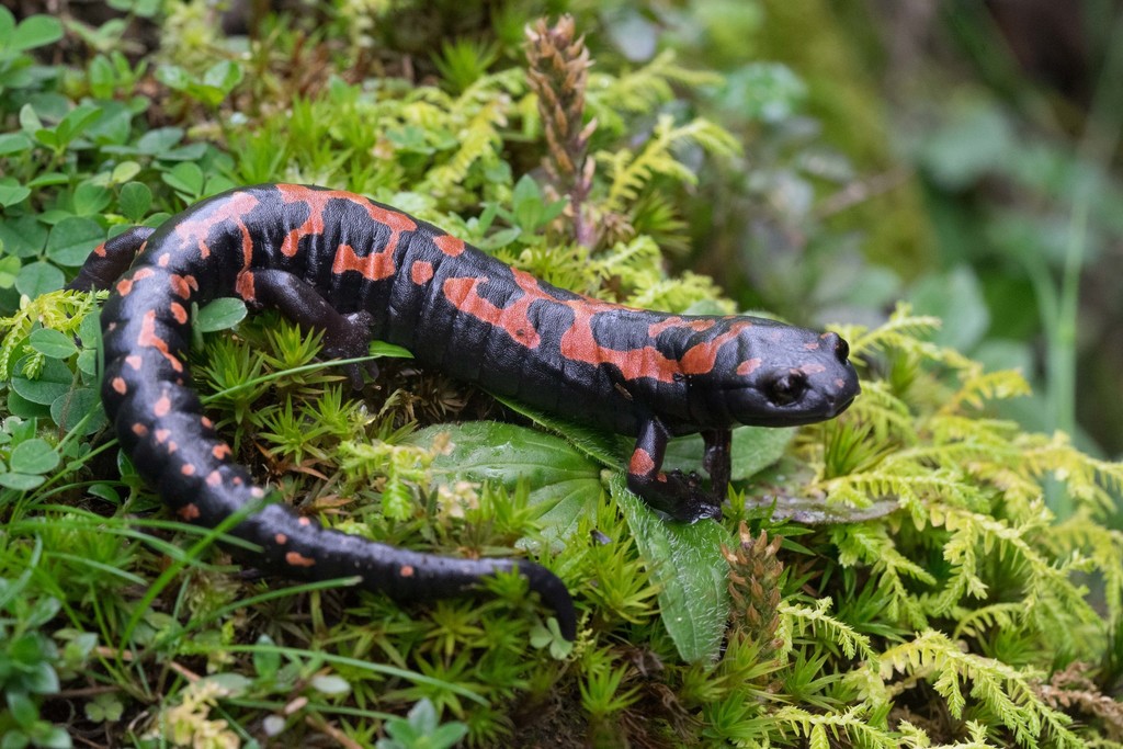 Lincoln's Mushroomtongue Salamander