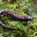 Lincoln's Mushroomtongue Salamander - Photo (c) Wouter Beukema, some rights reserved (CC BY-NC), uploaded by Wouter Beukema