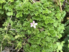 Rubus radicans