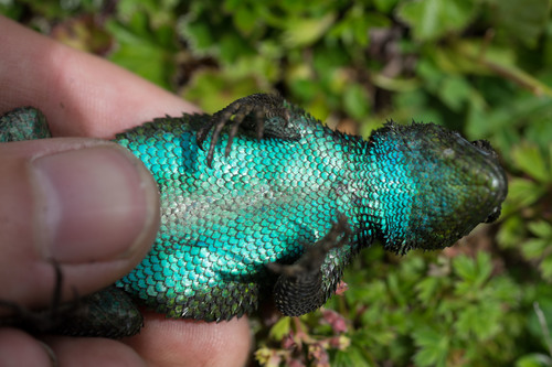 Green Spiny Lizard, Sceloporus malachiticus