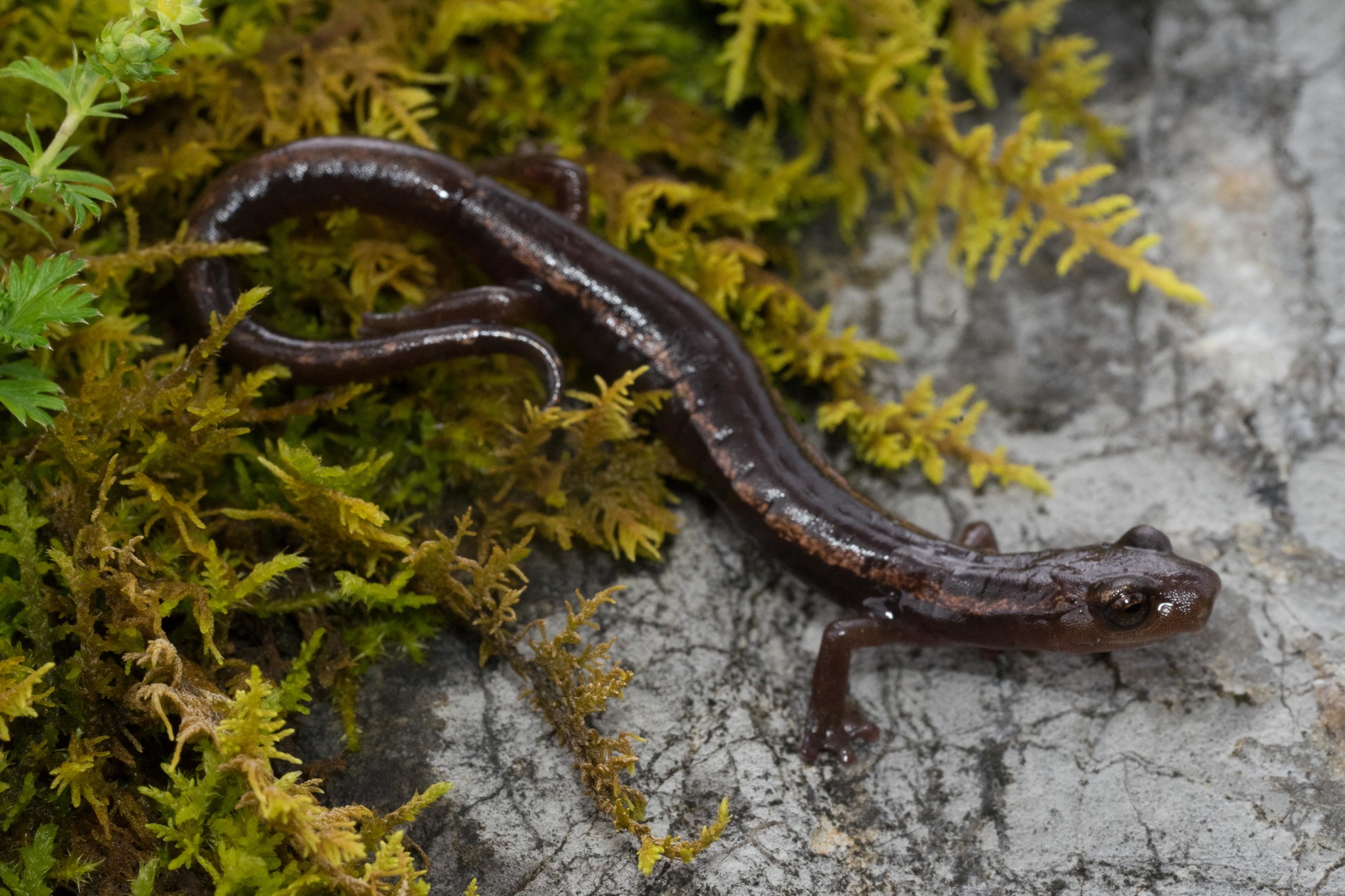Bolitoglossa rostrata (Brocchi, 1883)