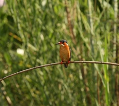 Corythornis vintsioides