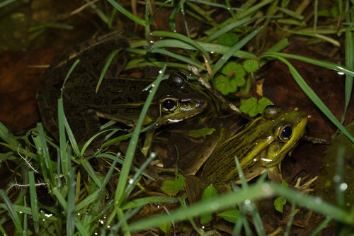 Guatemala Plateau Frog, Lithobates macroglossa