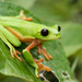 Black-eyed Tree Frog - Photo (c) Wouter Beukema, some rights reserved (CC BY-NC), uploaded by Wouter Beukema