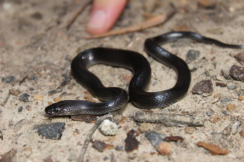 Dunmall's Snake