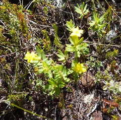 Gnidia juniperifolia