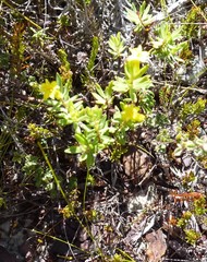 Gnidia juniperifolia