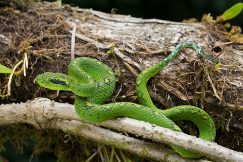 Yellow-blotched Palm Pit Viper, Bothriechis aurifer