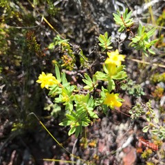 Gnidia juniperifolia